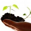 Starting a Business with No Money – Top 10 Tips Seedlings in hand