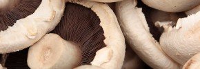 life is too short to stuff a mushroom
