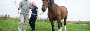 equine assisted learning