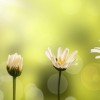 Mother and daughter entrepreneurship: unlocking your potential Croissance d'une pâquerette, fond nature et soleil