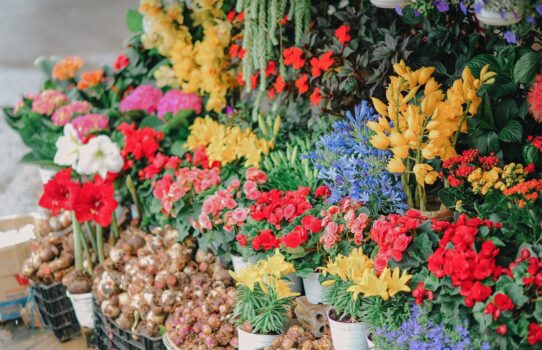 wholesale flowers and plants